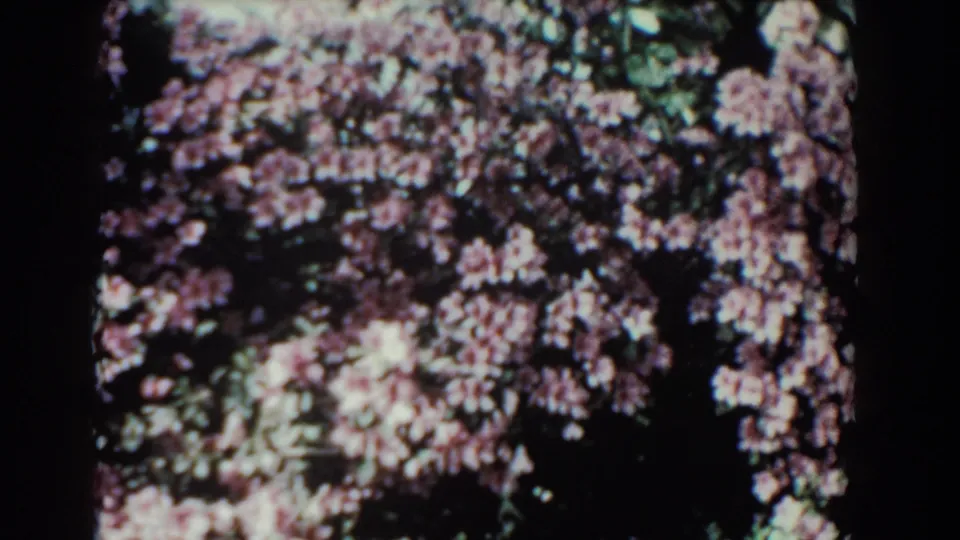1957 Florida home-movie frame with dense pink blossoms and shaded trees along a swamp-like channel.