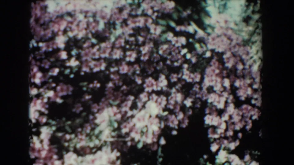 1957 Florida 8mm view of flowering branches and heavy tree shadows near the water.
