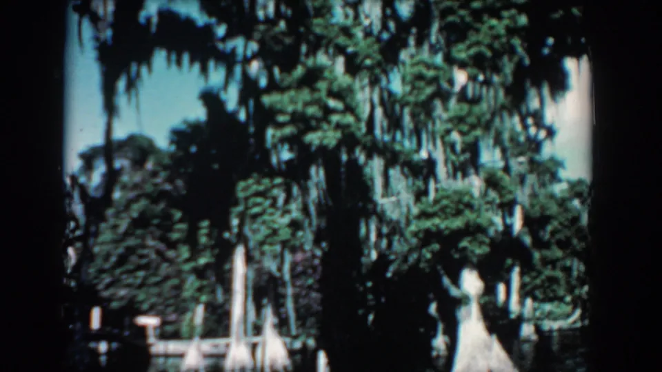 1957 Florida 8mm view of dense swamp vegetation, Spanish moss, pale cypress bases, and water reflections.