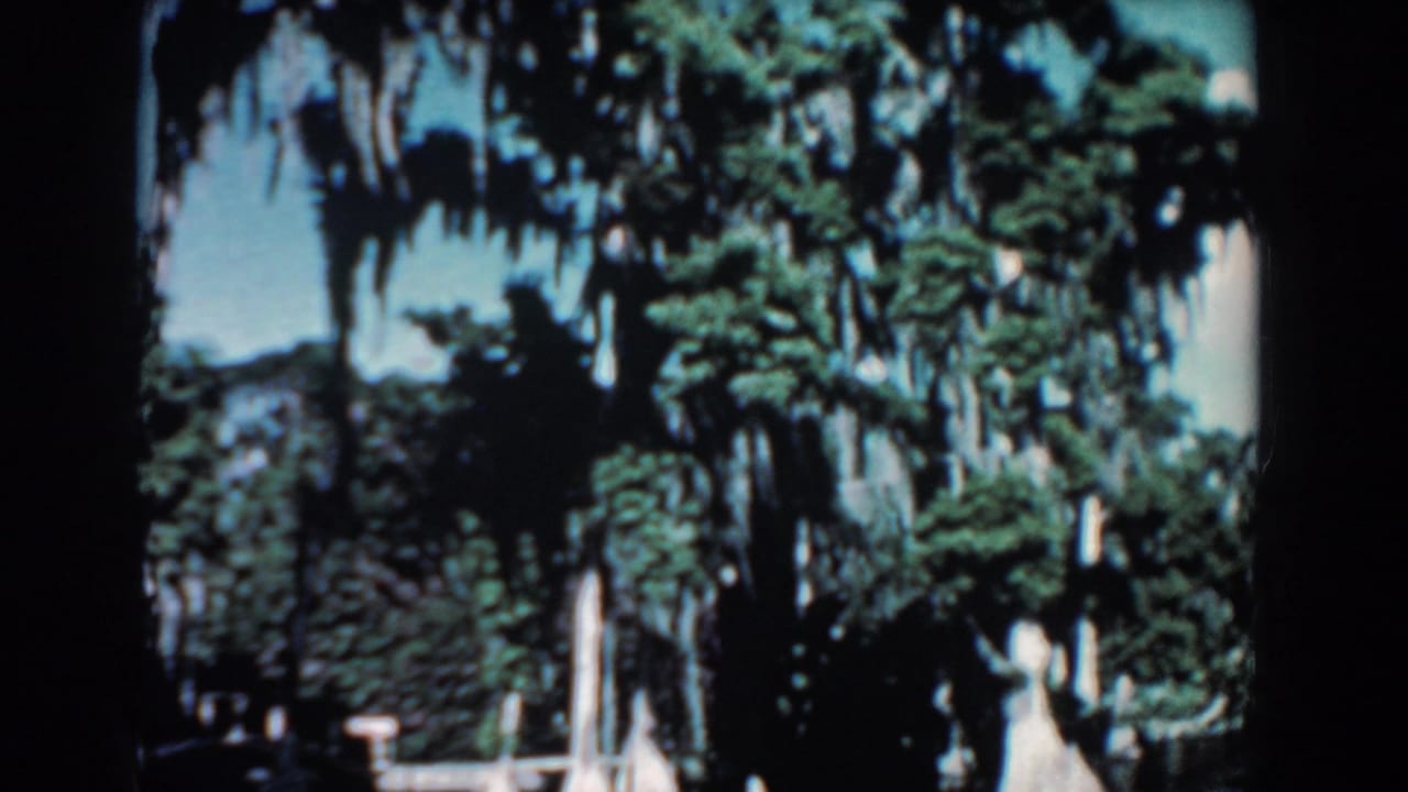 Moss-draped trees and blue sky in a sunlit outdoor setting.