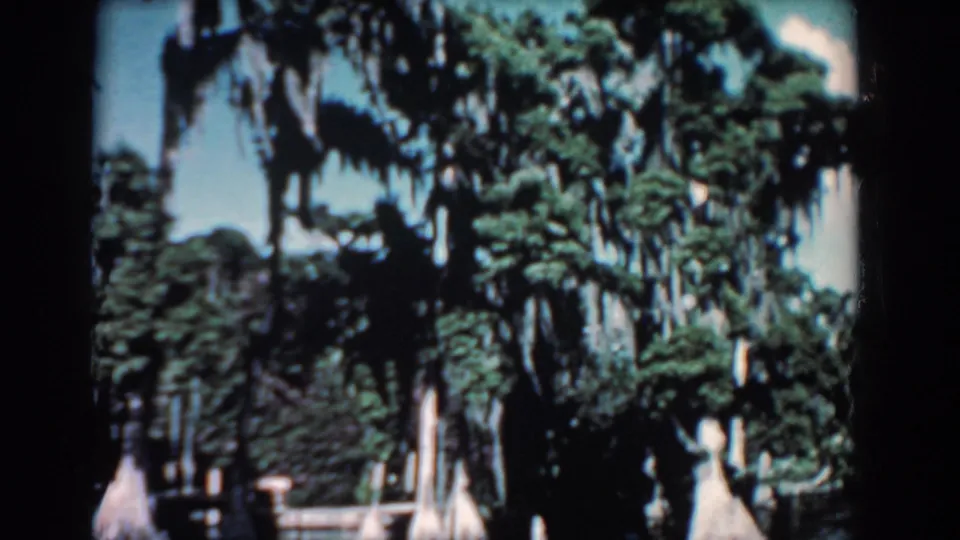 1957 Florida 8mm frame with mossy trees, layered foliage, pale trunks, and a sunlit sky.