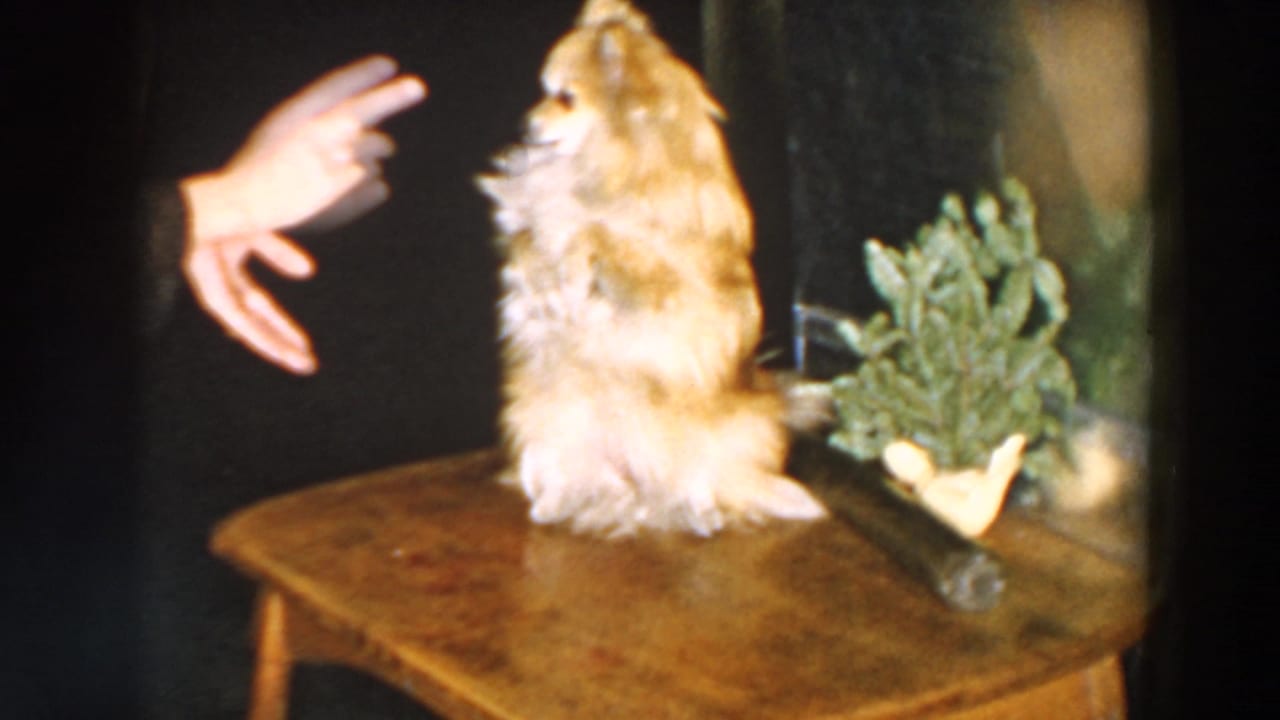 Small fluffy brown dog sits on a wooden table while a hand gestures nearby.