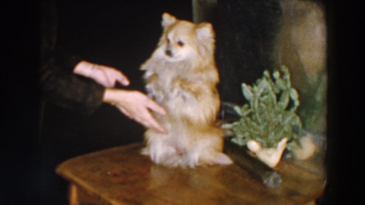 The dog remains on the wooden table while visible hands guide it during a trick, with a small potted plant nearby.