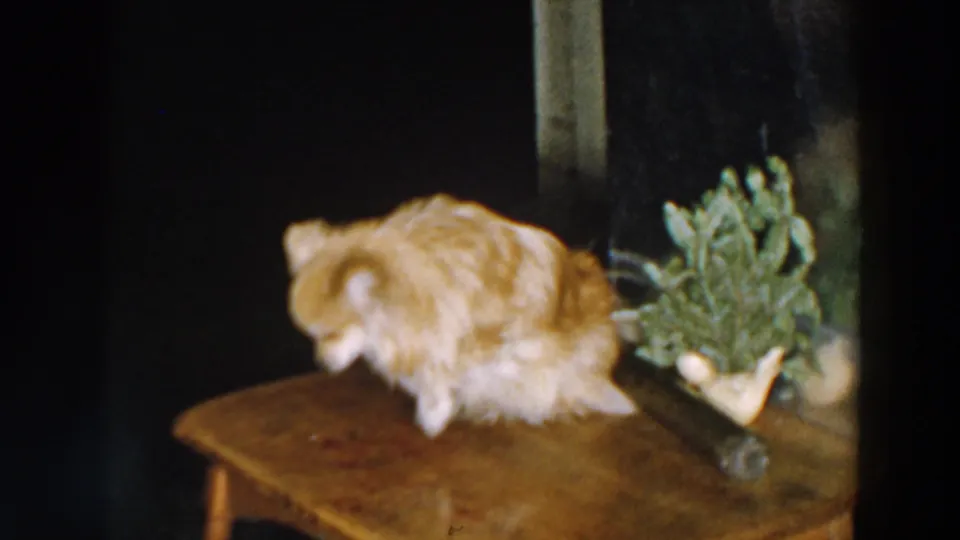 The small brown dog bends forward on the wooden table in the indoor home-movie scene, with the potted plant still visible.