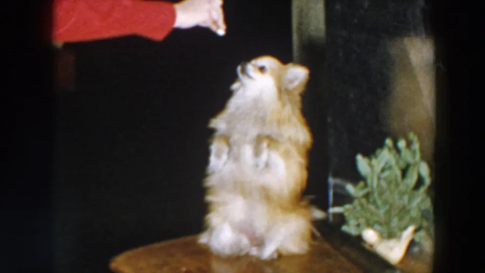 The small dog stands on its hind legs on the wooden table as a person offers a treat above, in 1957 Wheeling home-movie footage.