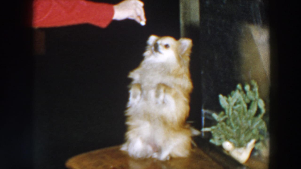 In a 1957 8mm home-movie frame from the Wheeling Ohio metadata set, a tan and white Pomeranian-type dog stands on its hind legs under a red-sleeved hand offering a treat indoors.