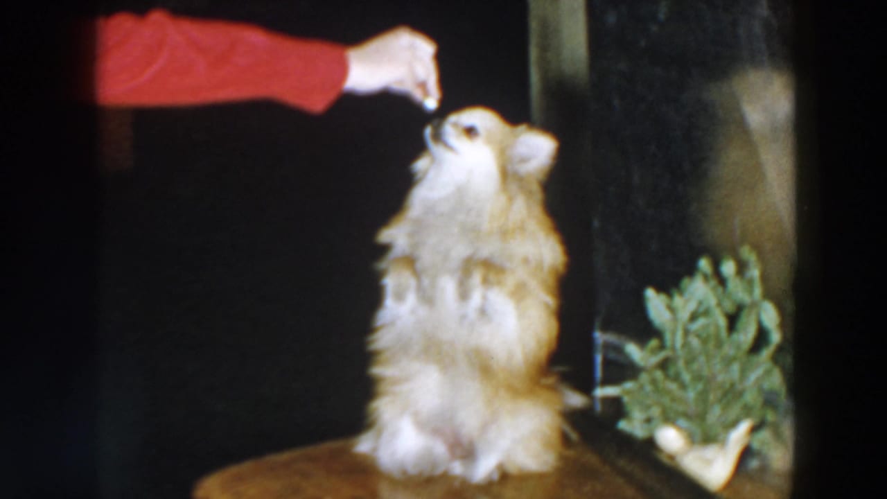 Small fluffy dog looks up toward a red-sleeved hand holding a treat.
