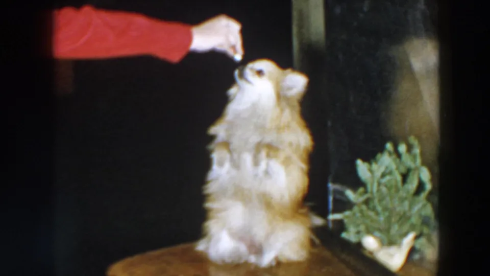 The dog remains upright on a wooden surface, looking toward a treat held by a person in a red long-sleeved shirt, with a green plant visible beside the dark interior background.