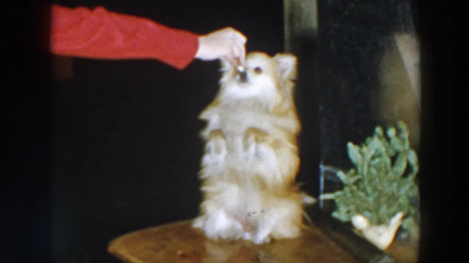 A tan and white dog balances upright and takes or reaches for the treat from a visible hand in a red sleeve, with the wooden surface and potted plant still framing the indoor scene.
