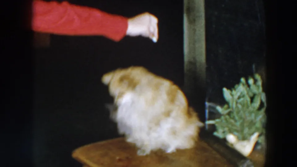 Near the end of the 1957 home-movie clip, the dog turns its body away on the wooden surface while the red-sleeved arm remains extended above the dark interior setting.
