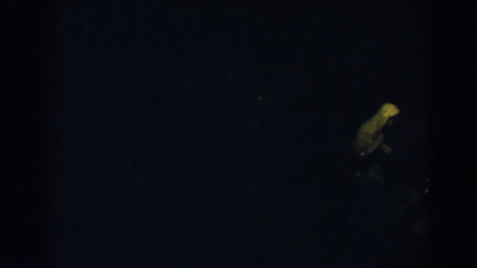 Dark 8mm frame from the 1957 Wheeling, Ohio clip with a pale religious figurine faintly lit near center right.
