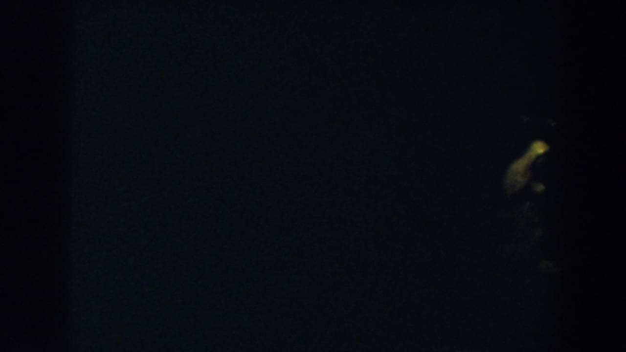 Dark frame with faint yellow glow and indistinct shapes against a black night background.