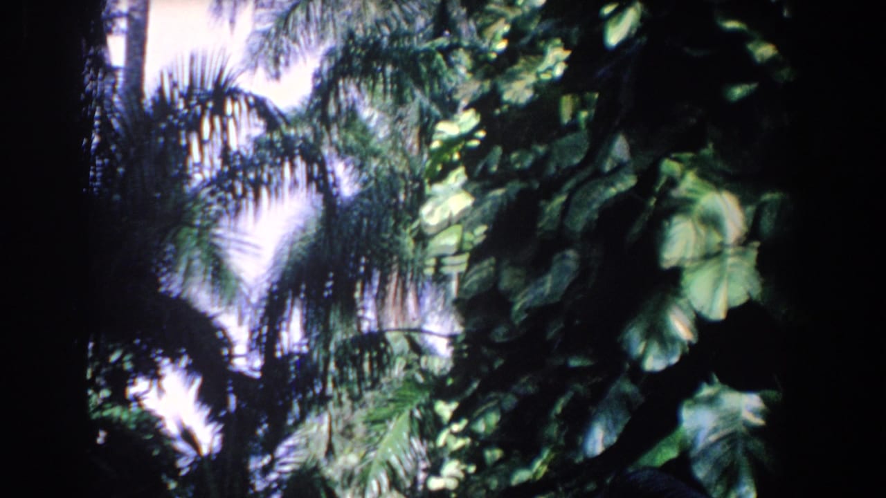 Tall palm fronds and dense tropical leaves against a pale cloudy sky.