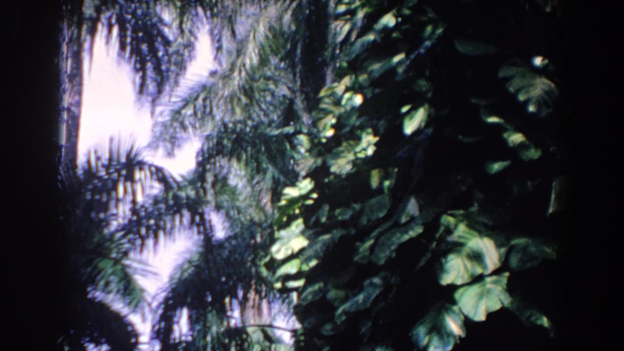 Palm trees and leafy tropical vegetation filling the frame.