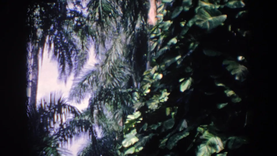 1958 Florida 8mm frame looking upward through palms and broad tropical leaves toward a pale sky.