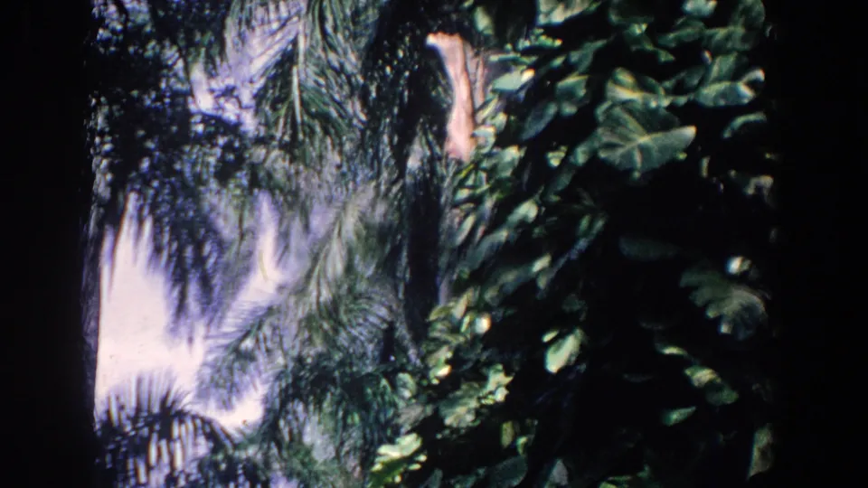1958 Florida home-movie frame of shaded tropical foliage, palm fronds, and cloudy sky gaps.