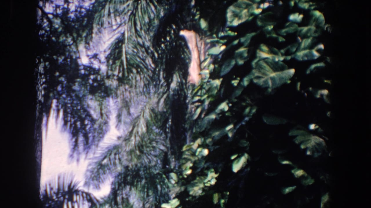 Tropical foliage and palm-like leaves with a partial view of a pale wall or sunlit background.