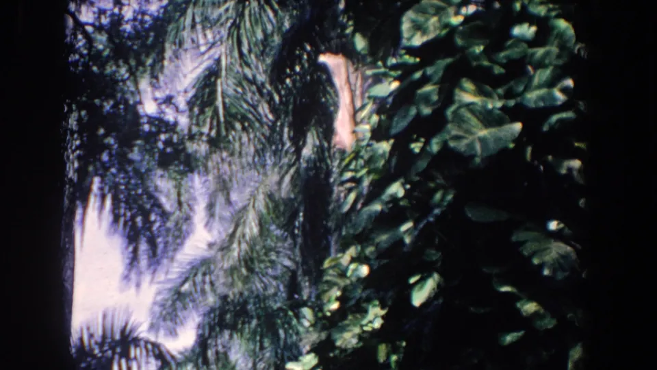 1958 Florida 8mm frame showing dense tropical greenery and palm-like leaves before the flamingo enclosure view.