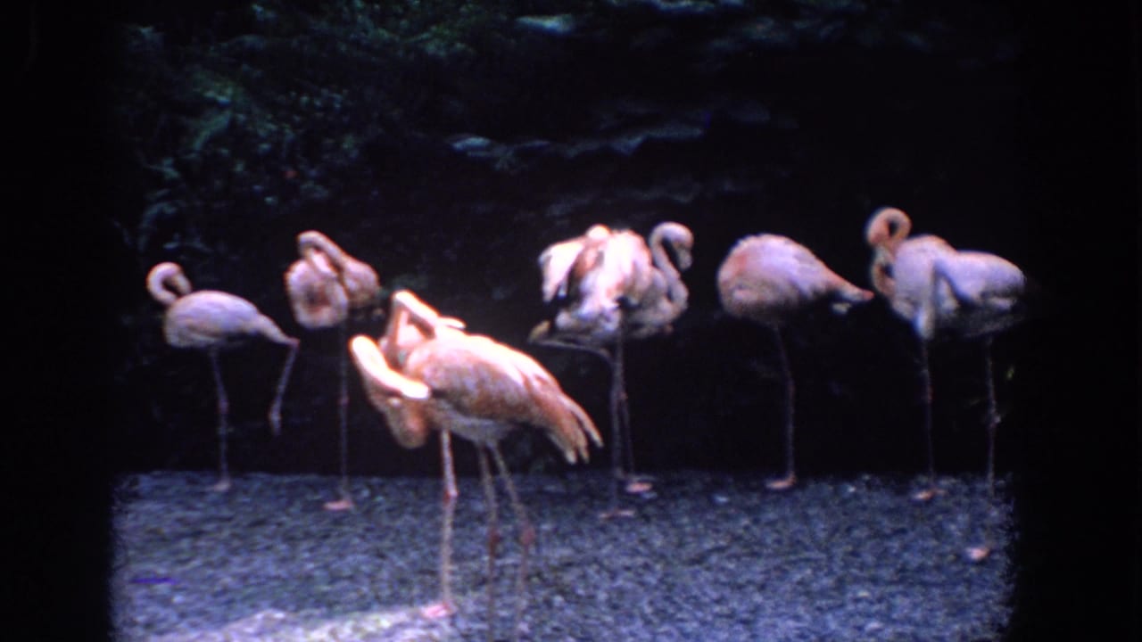 Several flamingos stand and preen on gravel in front of dense dark greenery.