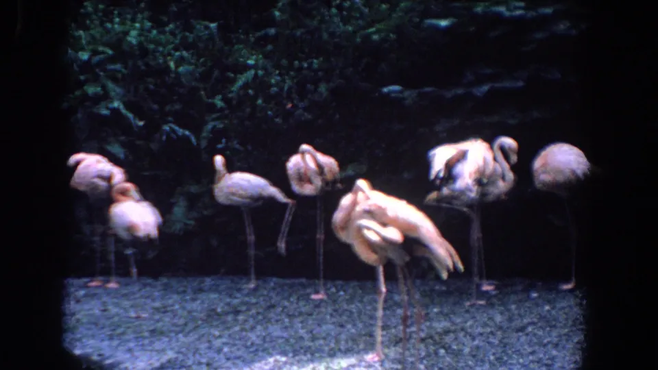 1958 Florida 8mm frame showing a flamingo group on gravel, some with heads tucked while one preens in front.