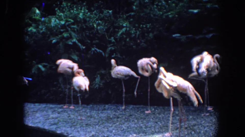 1958 Florida home-movie frame of flamingos in a shadowed tropical enclosure, with foliage and gravel visible.
