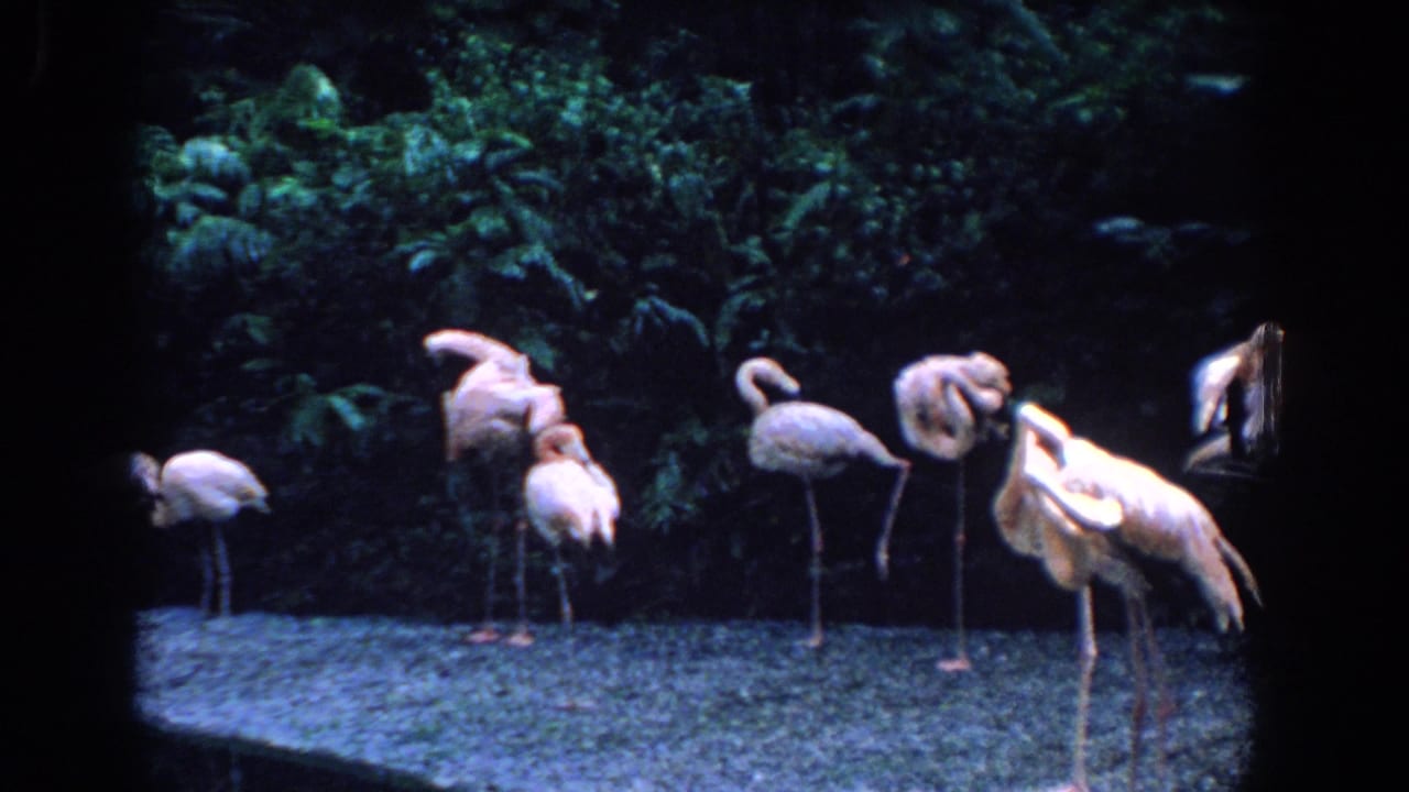 Several pink flamingos stand on pale ground before dense green foliage.