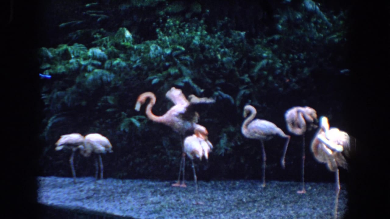 1958 Florida 8mm frame with a flamingo raising its wings among other flamingos against dense foliage.