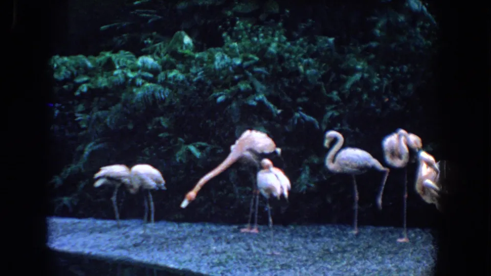 1958 Florida 8mm frame showing flamingos in an enclosure, including one bird bending down toward the pale ground.
