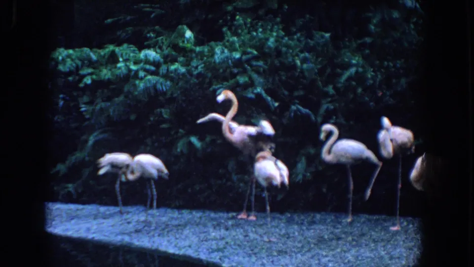 1958 Florida 8mm frame of several flamingos spaced across a gravelly enclosure floor before dense green plants.