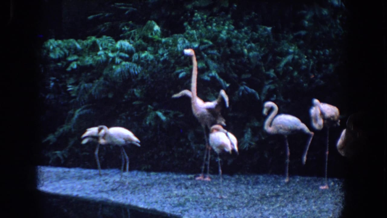 Flamingos stand in a lush enclosure, with one bird raising its neck and wings.