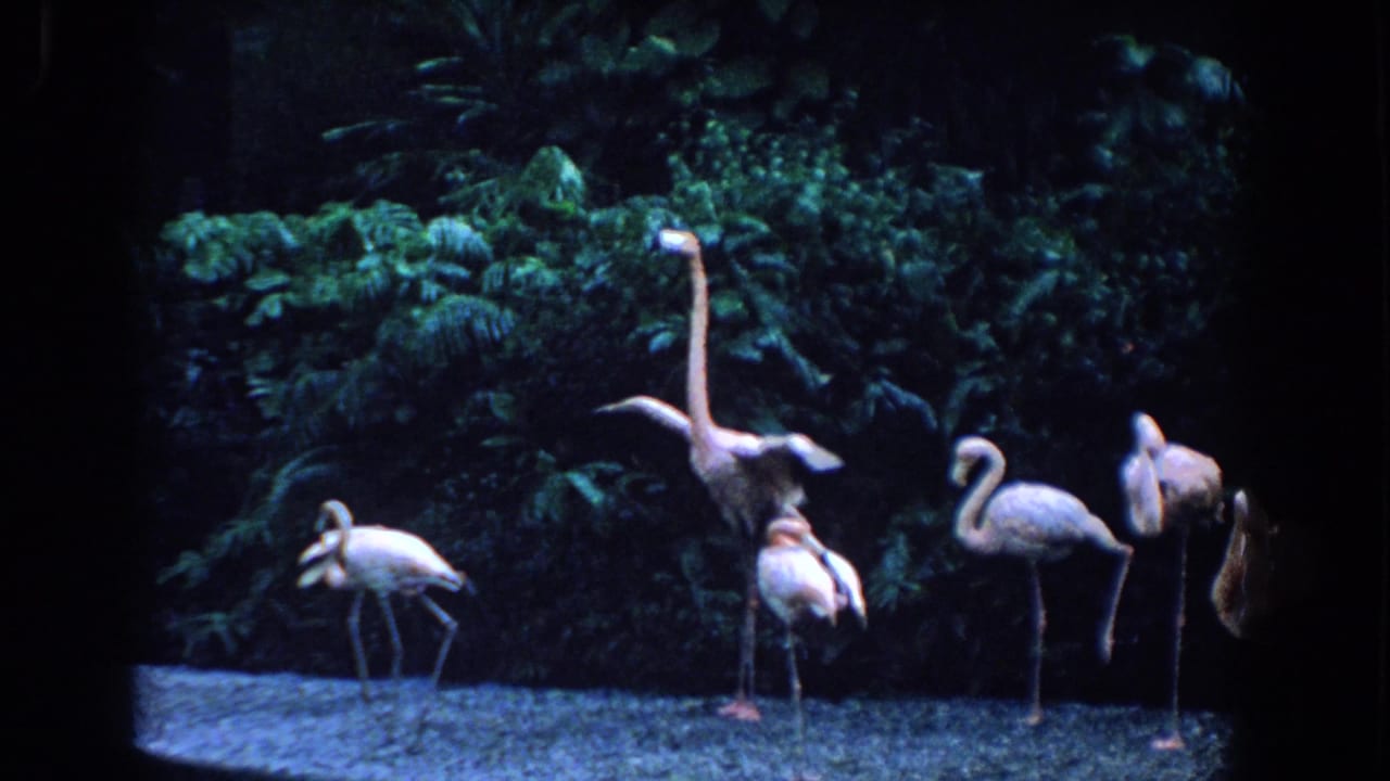 Several flamingos stand near dense foliage inside a dark-edged enclosure.