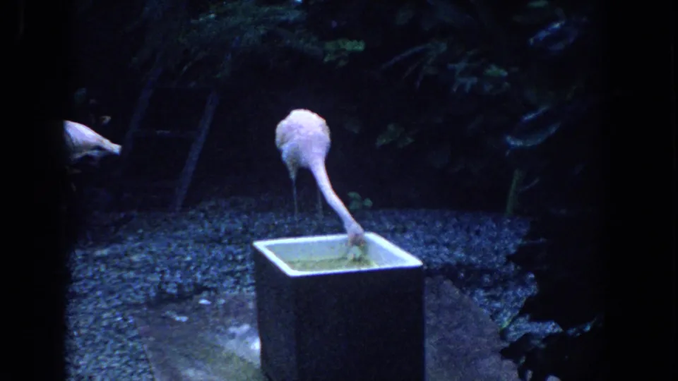 1958 Florida 8mm frame showing a flamingo feeding from a rectangular basin in a shadowed planted enclosure.