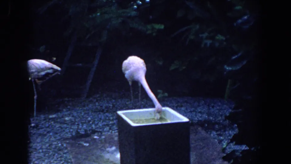 1958 Florida home-movie still of a flamingo feeding at a small basin with tropical plants and another flamingo nearby.