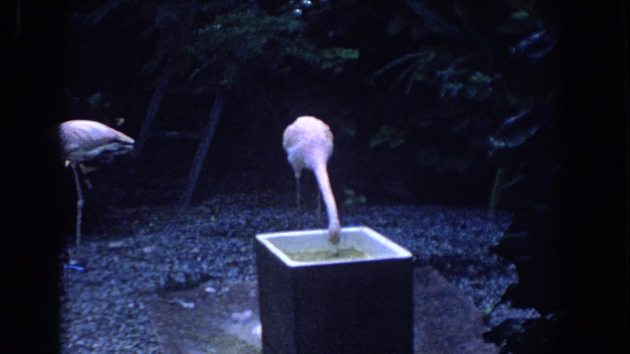 Two flamingos in a dark enclosure, one drinking from a square water basin.