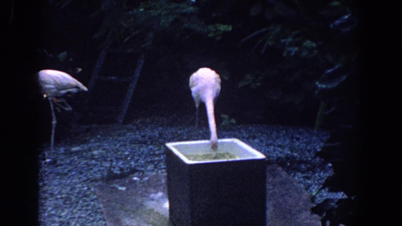 Flamingo drinking at a square basin as another flamingo stands to the left.
