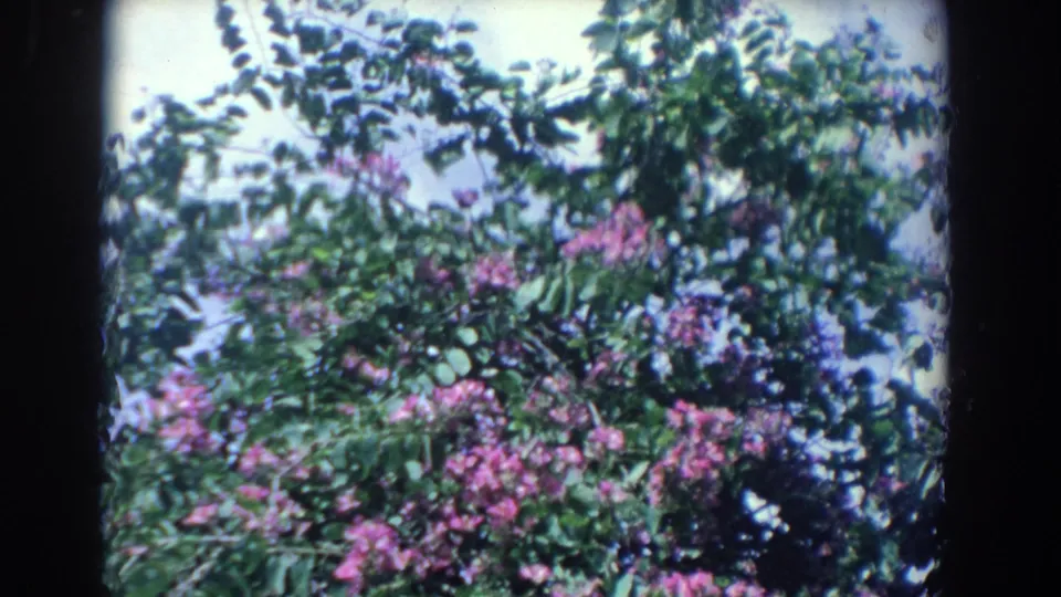 A flowering tree or shrub with pink blossoms fills the frame, filmed as a nature cutaway in the 1958 Florida garden sequence.