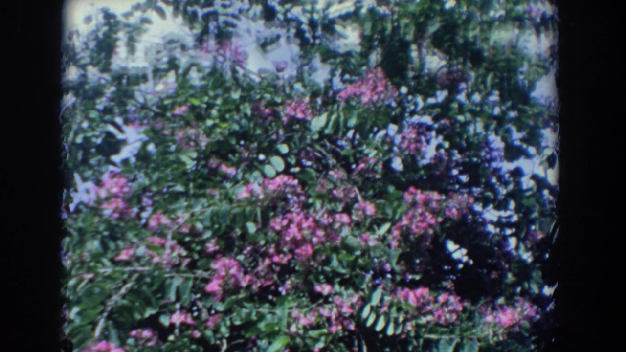 Pink flowering tree with dense green leaves against bright sky.