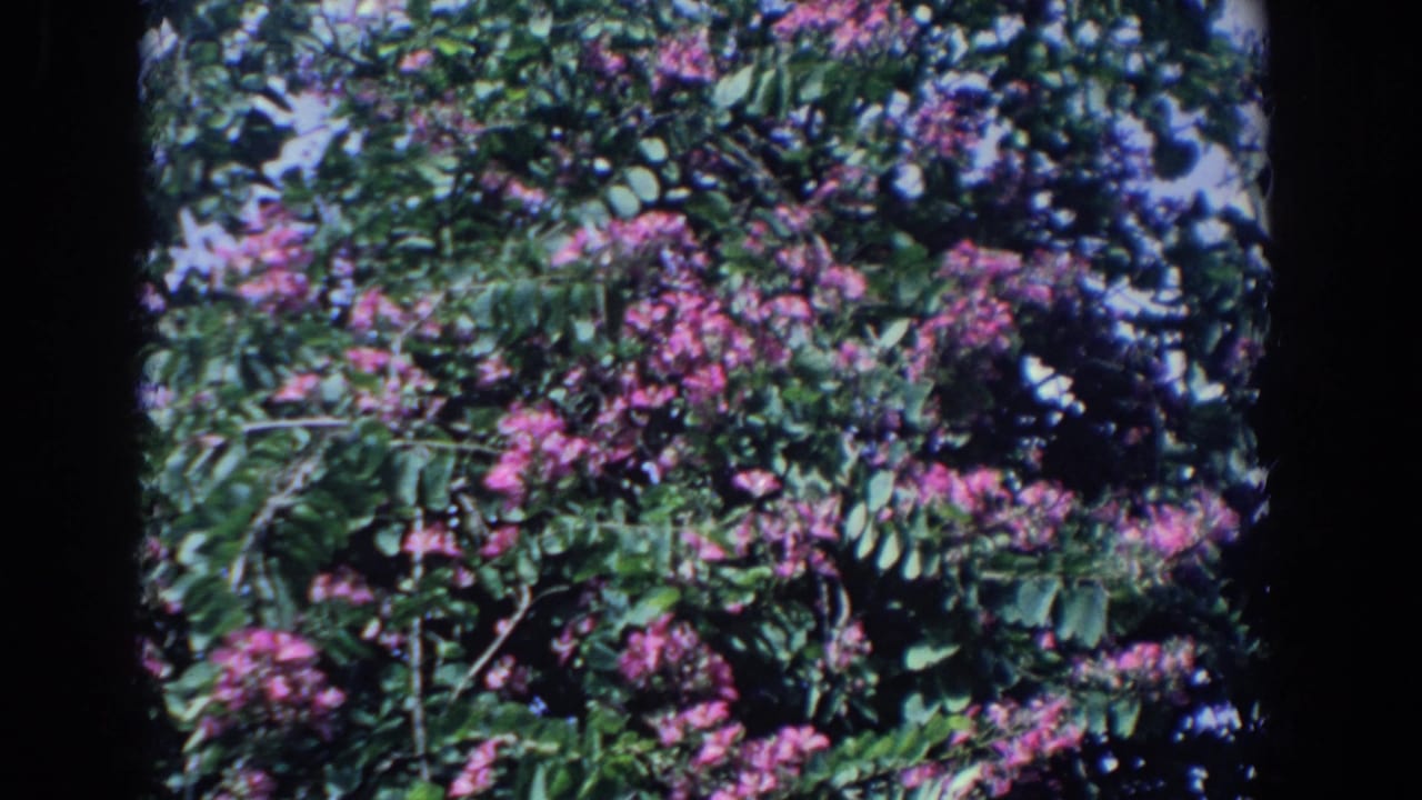 Leafy tree canopy with pink blossoms and patches of sky.