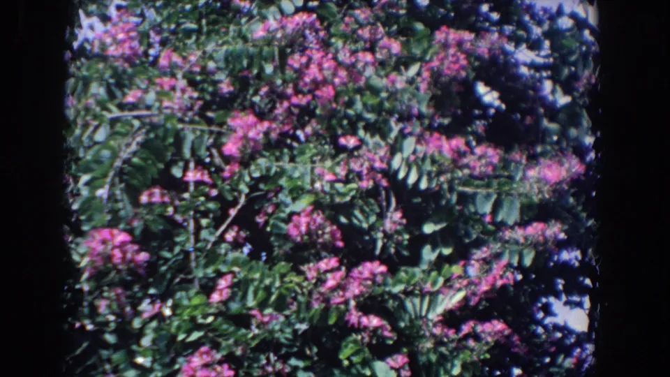 1958 Florida 8mm still of windblown branches carrying pink flowers and dense green foliage.