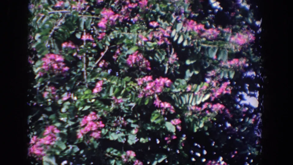 1958 Florida home-movie frame with dense green leaves, pink flower clusters, and visible 8mm frame borders.
