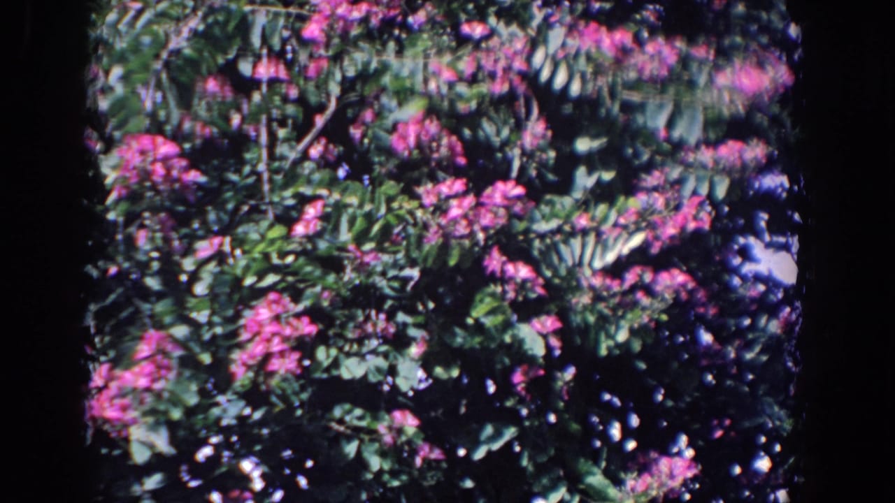 Pink blossoms and green leaves fill the frame with dark film borders at the sides.