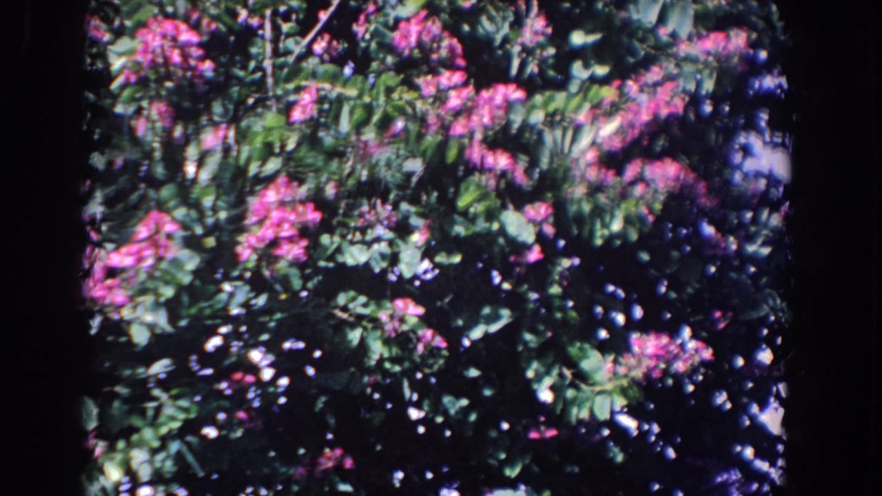 1958 Florida home-movie frame showing pink blooms spread across a leafy shrub in bright outdoor light.