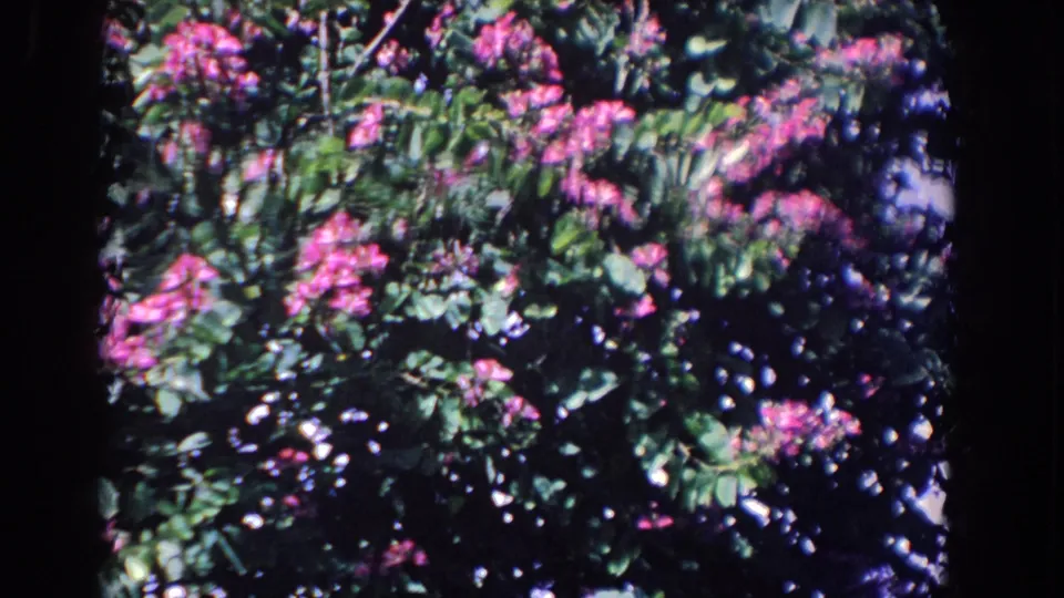 1958 Florida home-movie frame showing pink blooms spread across a leafy shrub in bright outdoor light.
