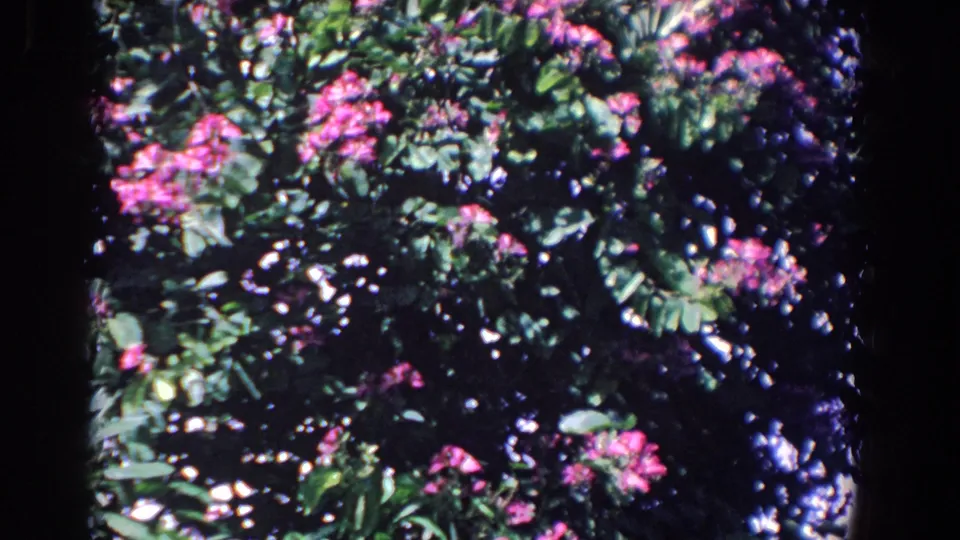 1958 Florida 8mm frame with pink flower clusters, layered green leaves, and small bright openings through the shrub.