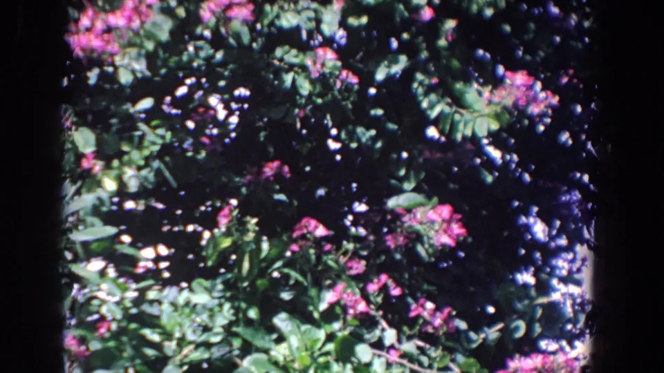 1958 Florida home-movie frame of a lush flowering bush, with pink blooms scattered across deep green foliage.
