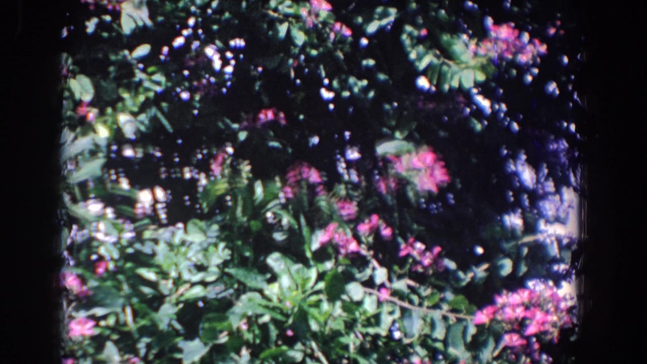 Pink flowers and green foliage in a shaded outdoor garden.