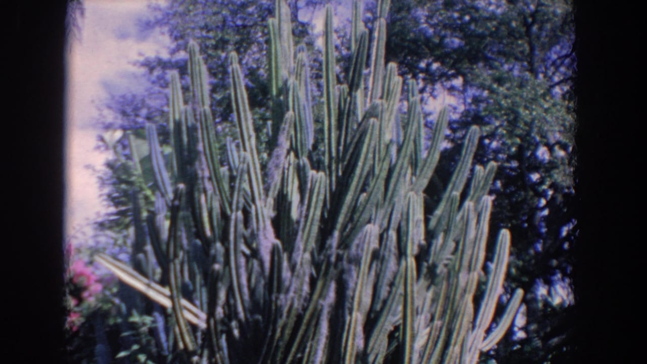 1958 Florida 8mm frame with a tall cactus cluster rising above surrounding garden foliage.