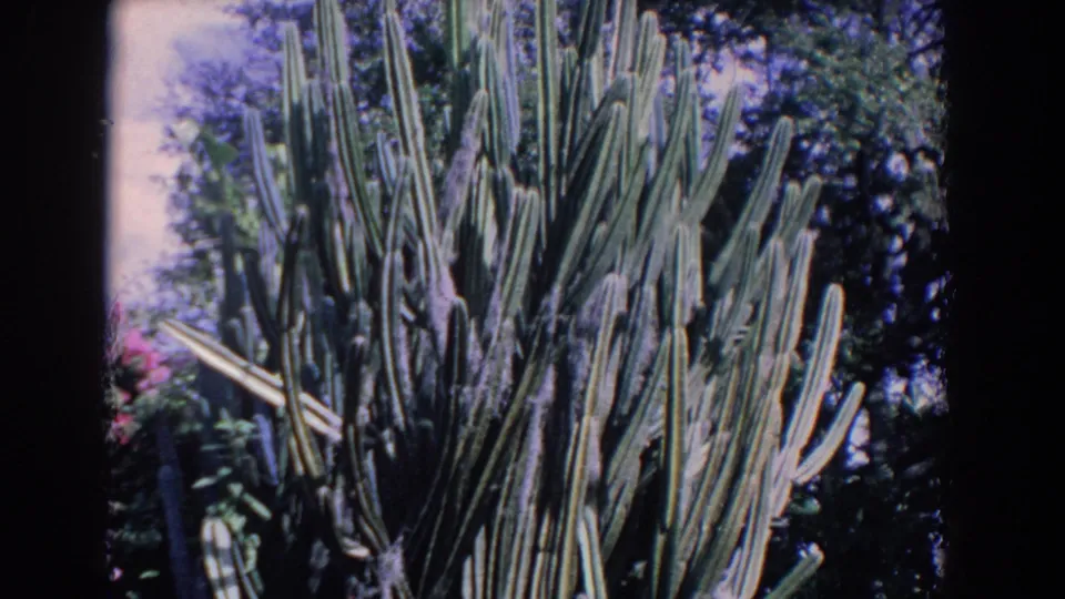 1958 Florida 8mm frame showing a large cactus cluster with surrounding leaves, flowers, and tree shade.