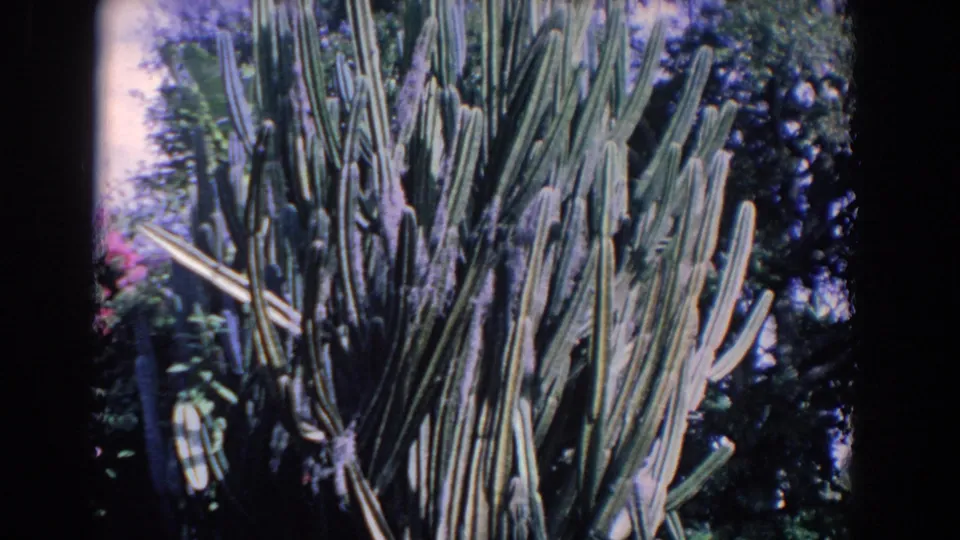 1958 Florida 8mm frame showing tall cactus stems and spines in a sunlit outdoor garden setting.