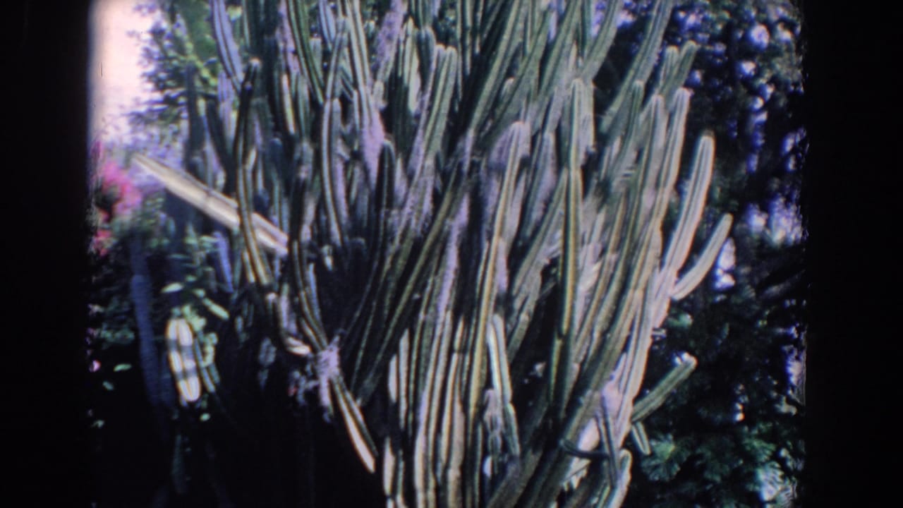 Large ribbed cactus fills the frame with dense garden foliage behind it.